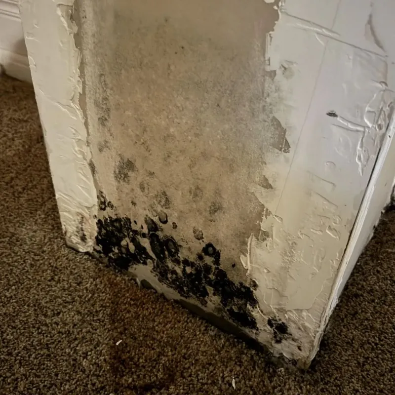 Professional Mold Removal in Brooktrails, CA